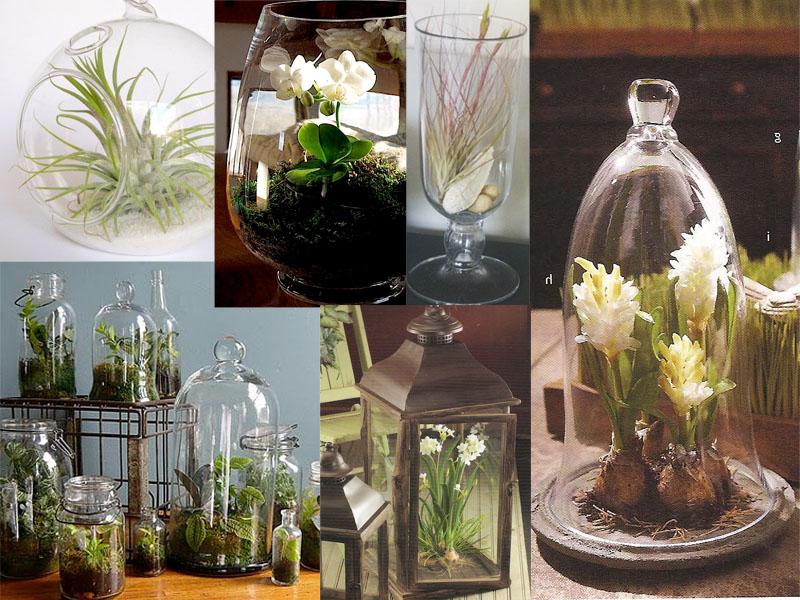 Below are different types of terrariums incorporating Echeveria succulents